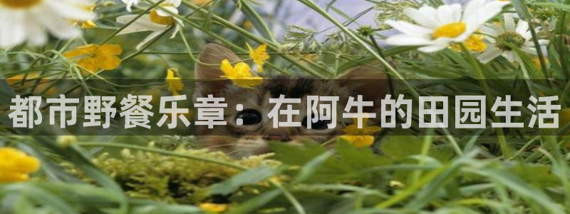 fh至尊品牌介绍