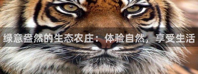 fh至尊游戏模式