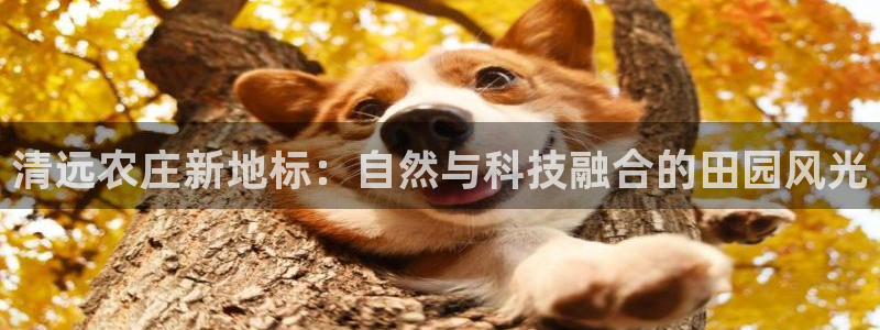 fh至尊凤凰代理