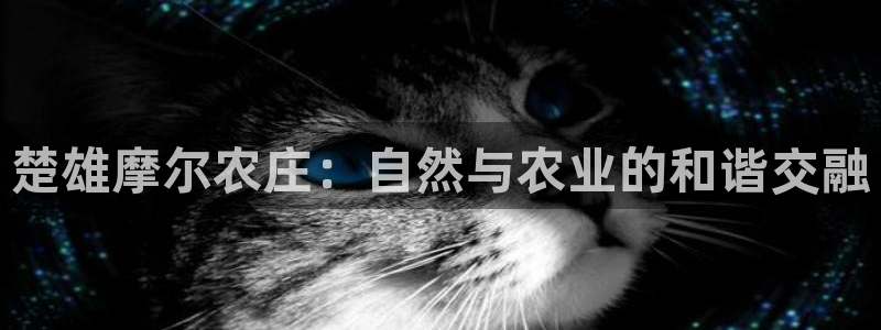 fh至尊网页登入