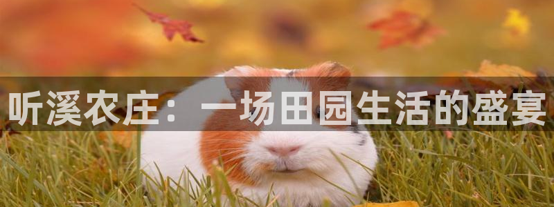 fh至尊游戏代理