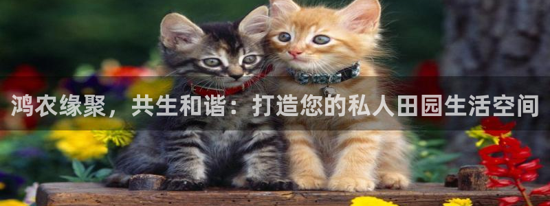 fh至尊凤凰官方旗舰店