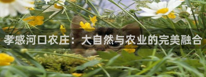 fh至尊游戏安全平台