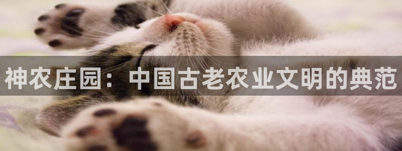 FH至尊平台怎样