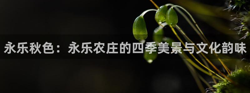 fh至尊游戏玩法