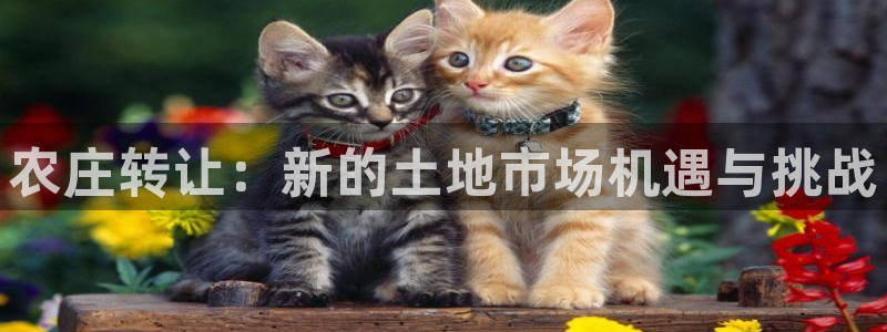 fh至尊是凤凰平台吗