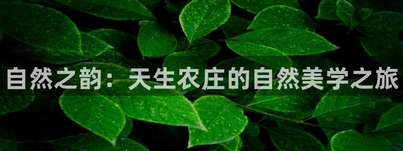 fh至尊是黑台子吗